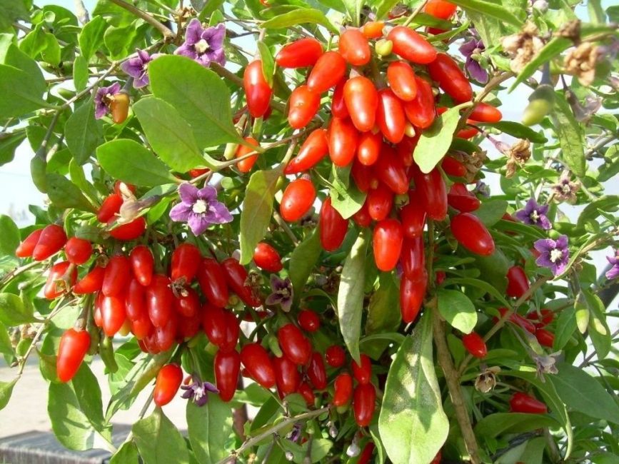 goji