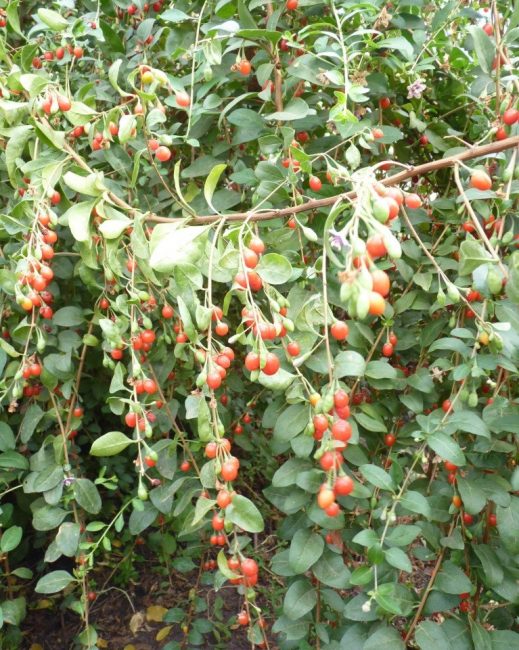 Goji Variété Lhassa