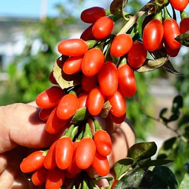 Goji super fruit