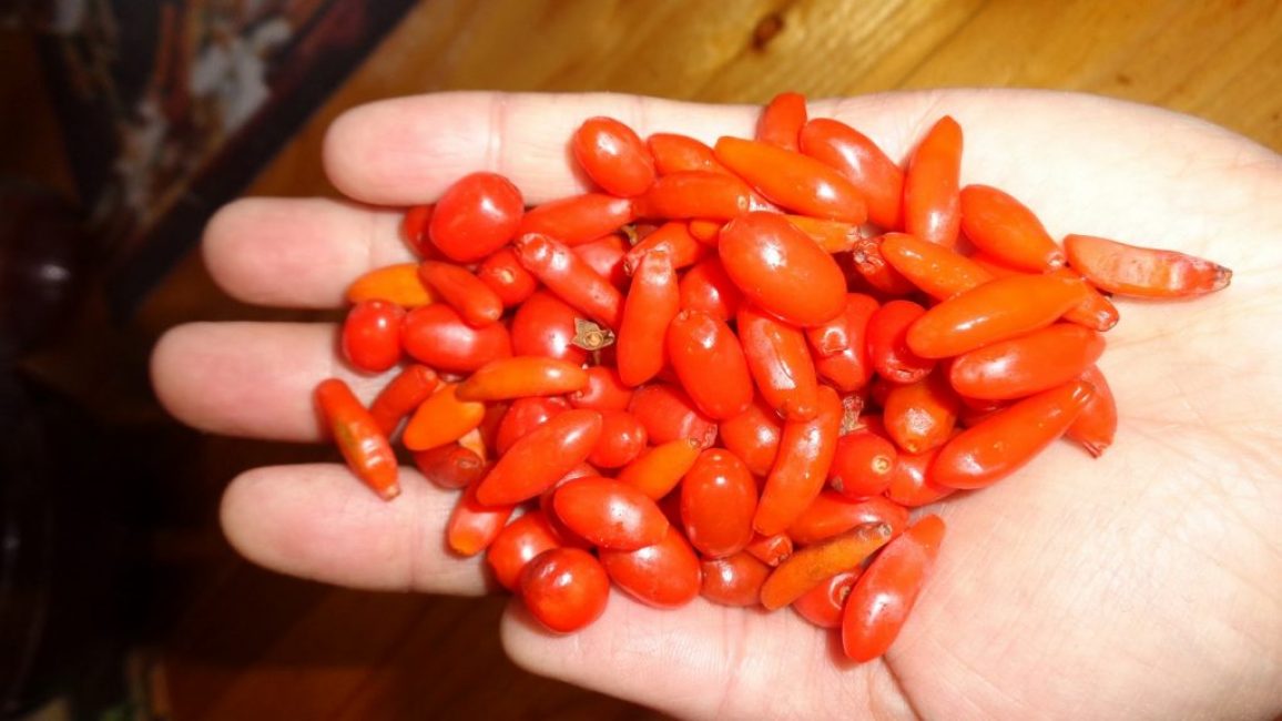Goji tibétain