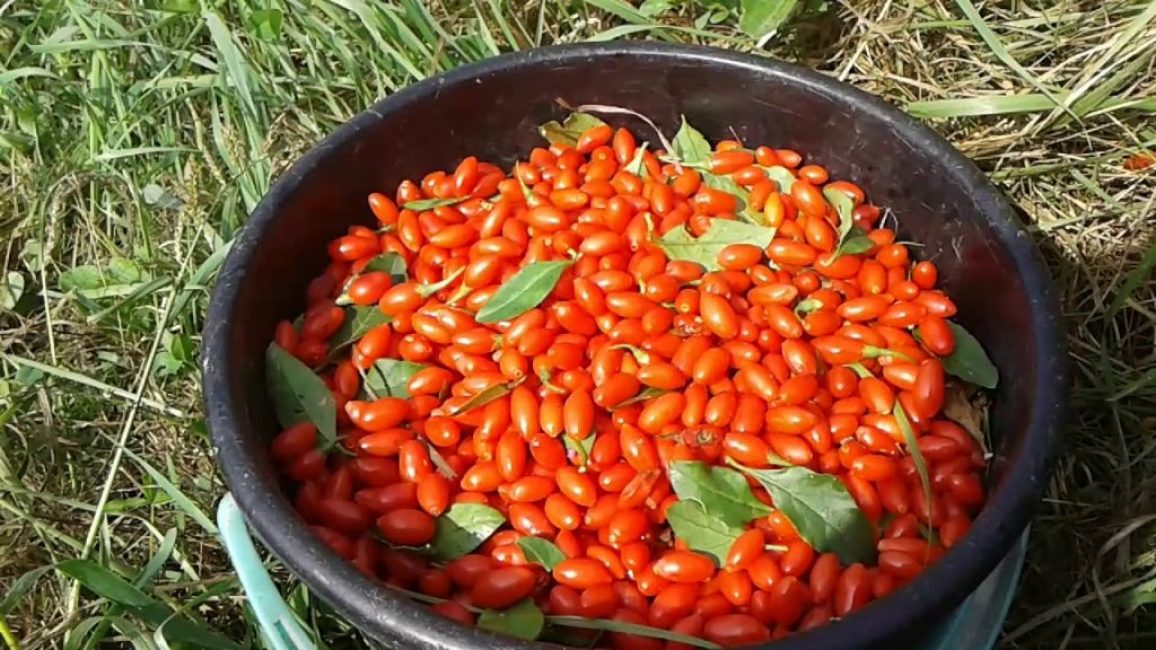 cueillette de baies de goji