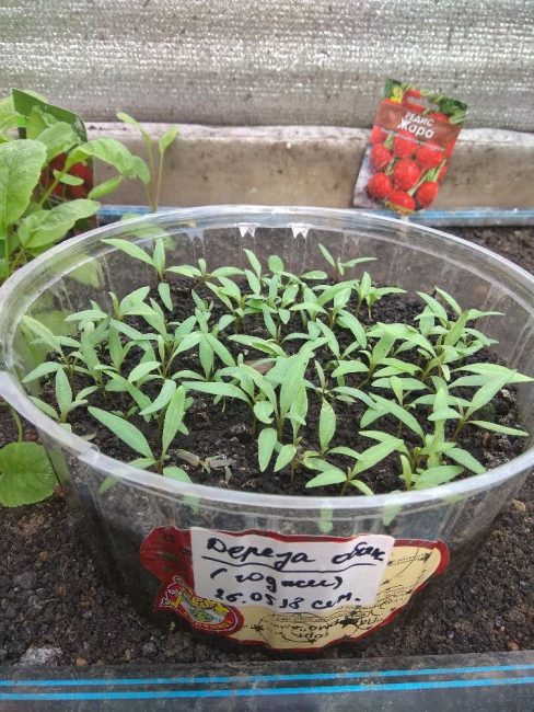 Goji : cultiver à partir de graines à la maison