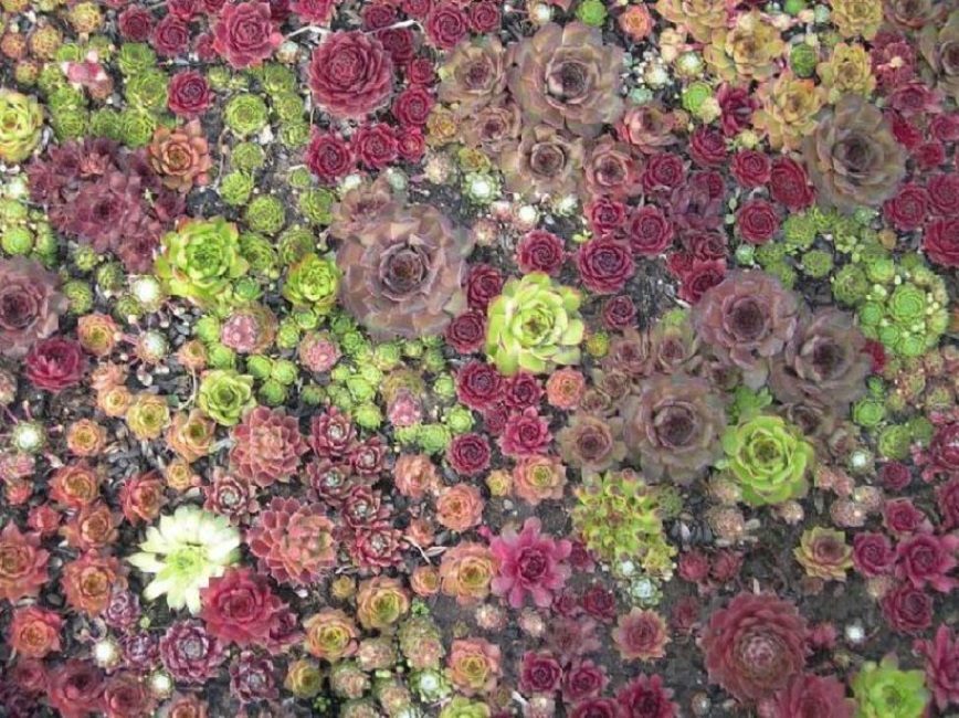 Tapis avec un motif complexe de divers hybrides de roses de pierre