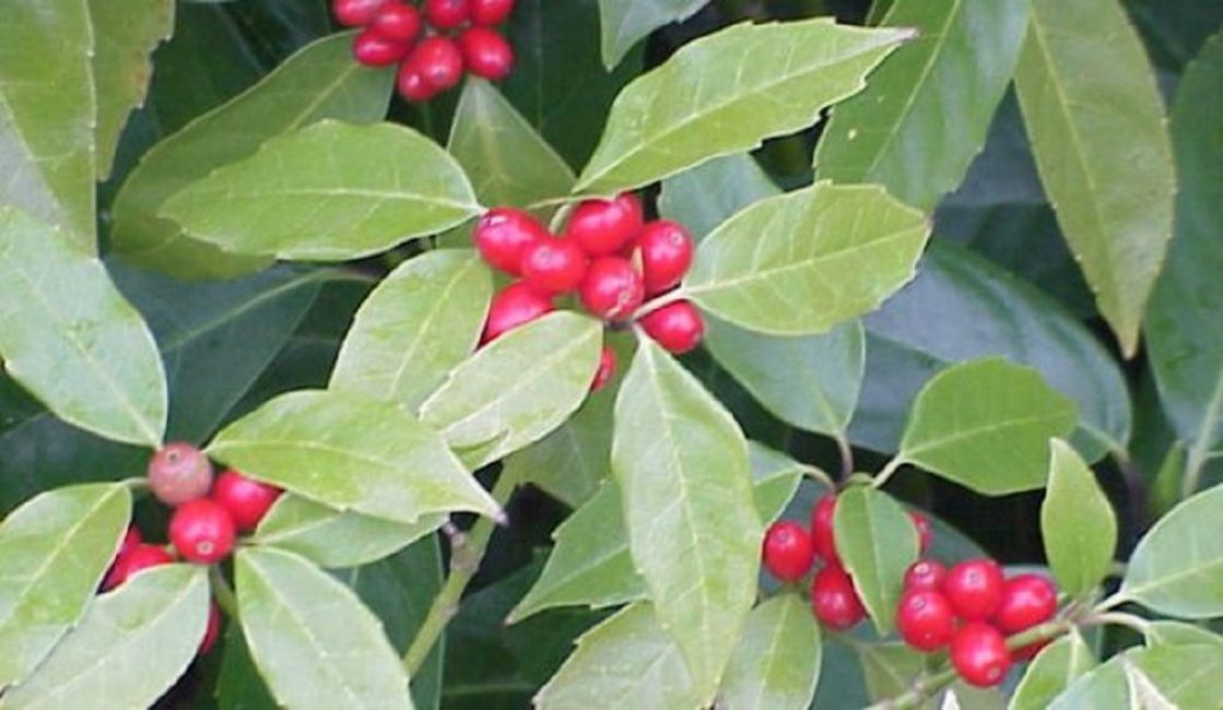 Fruits rouges sur une plante