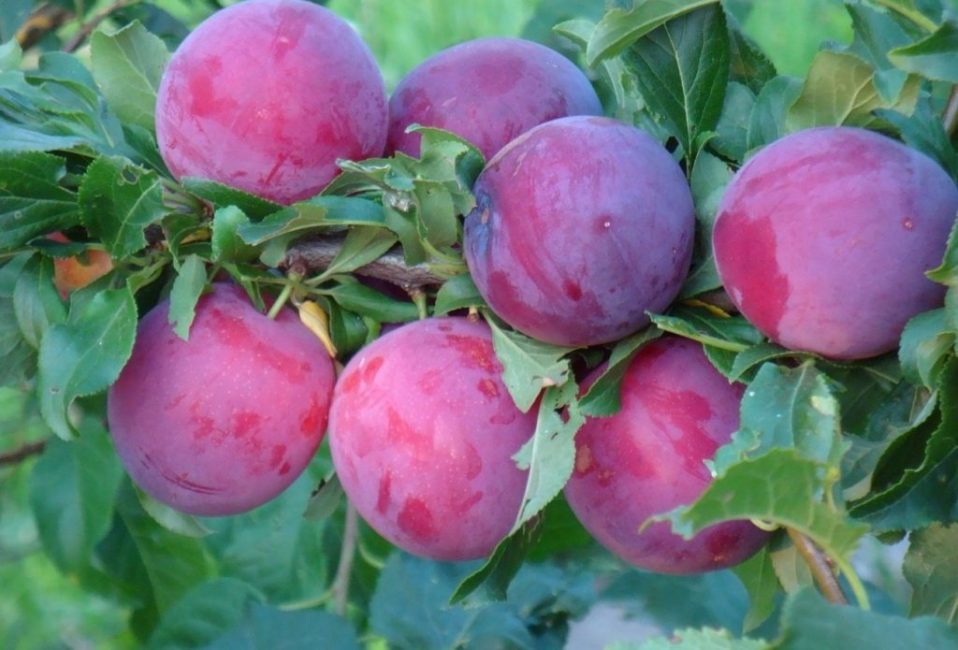 Prune cerise à gros fruits