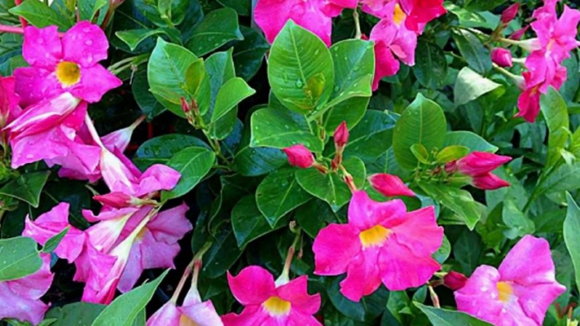 Mandevilla