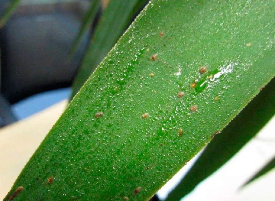 Petits parasites dans une coque protectrice