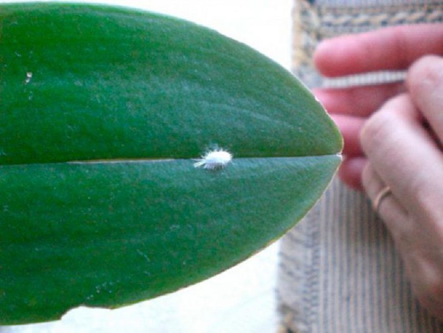 Petit parasite sur une plaque foliaire