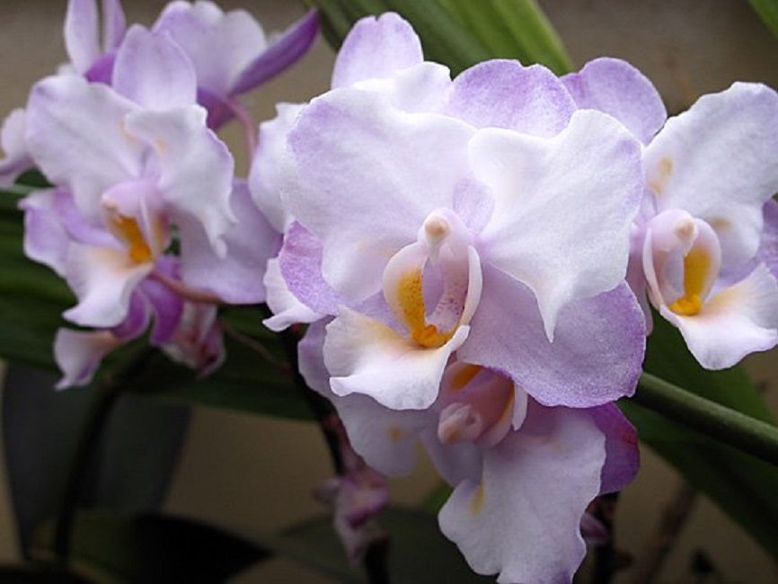 Hybride intergénérique : Doritaenopsis Liu's Sakura 'KF#2'