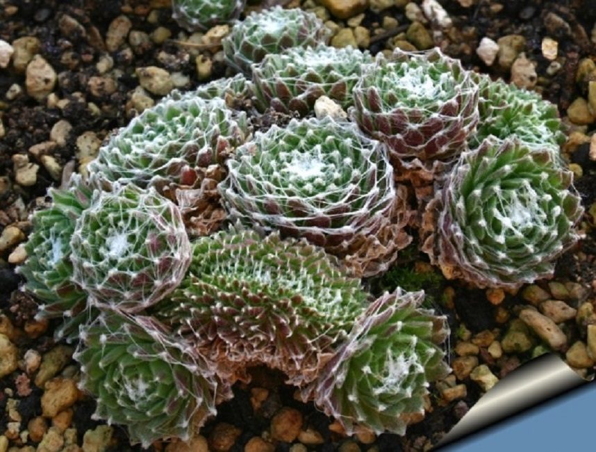 toile d'araignée rajeunie