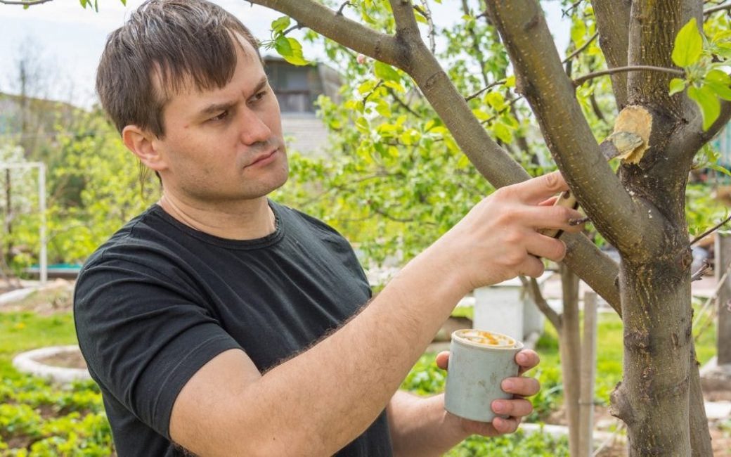 Traitement des zones endommagées d'un arbre avec poix de jardin