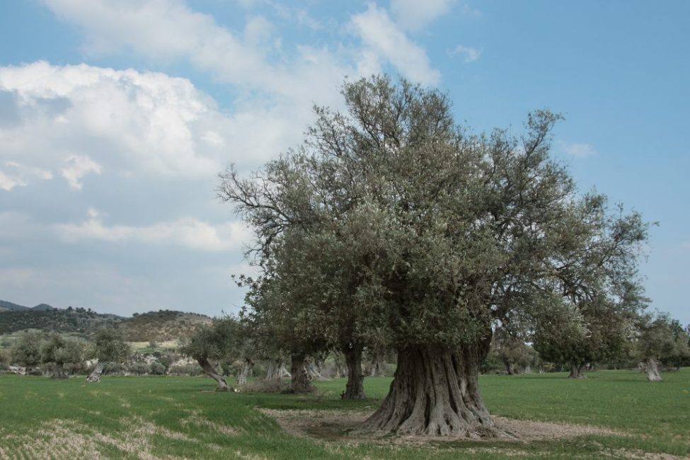 olive européenne