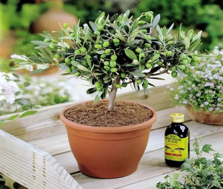 Olivier poussant à la maison