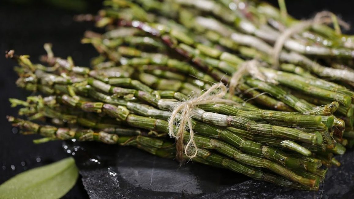 Orchidée Dendrobium - reproduction à la maison