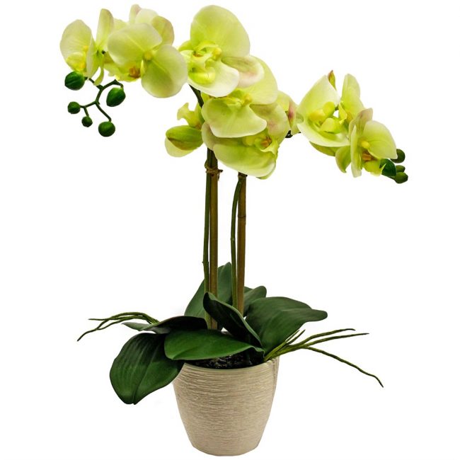 Orchidée Phalaenopsis