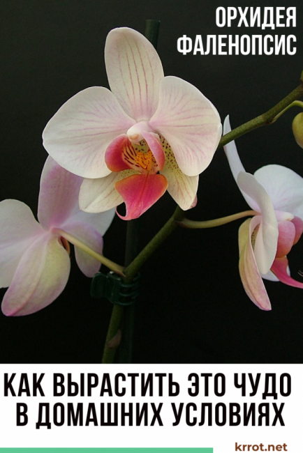 orchidée phalaenopsis