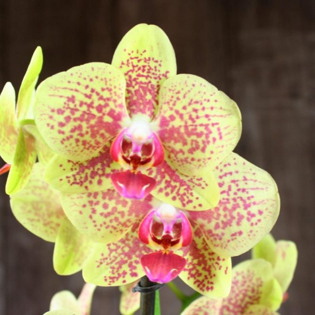 orchidée phalaenopsis
