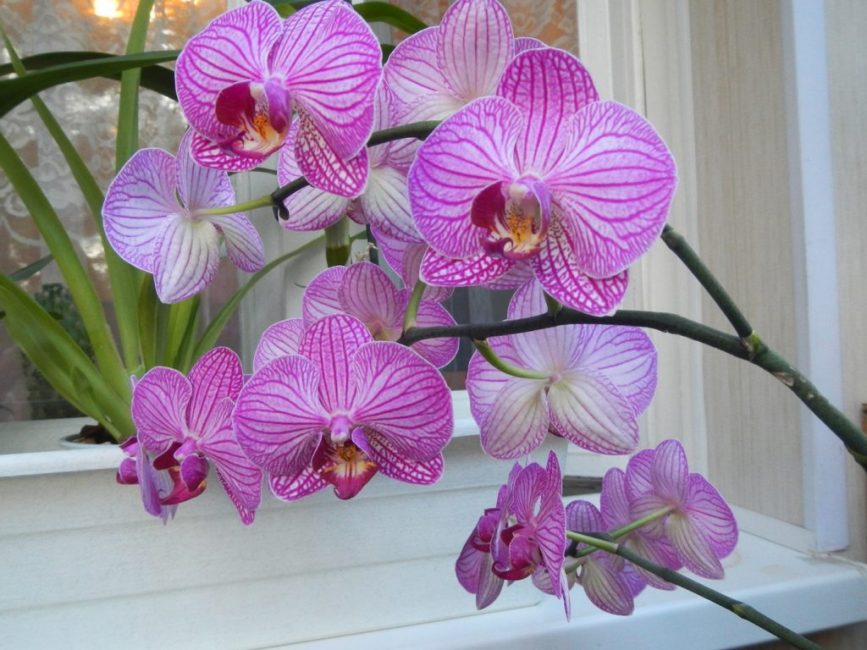 orchidée phalaenopsis
