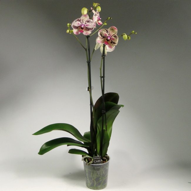 orchidée phalaenopsis