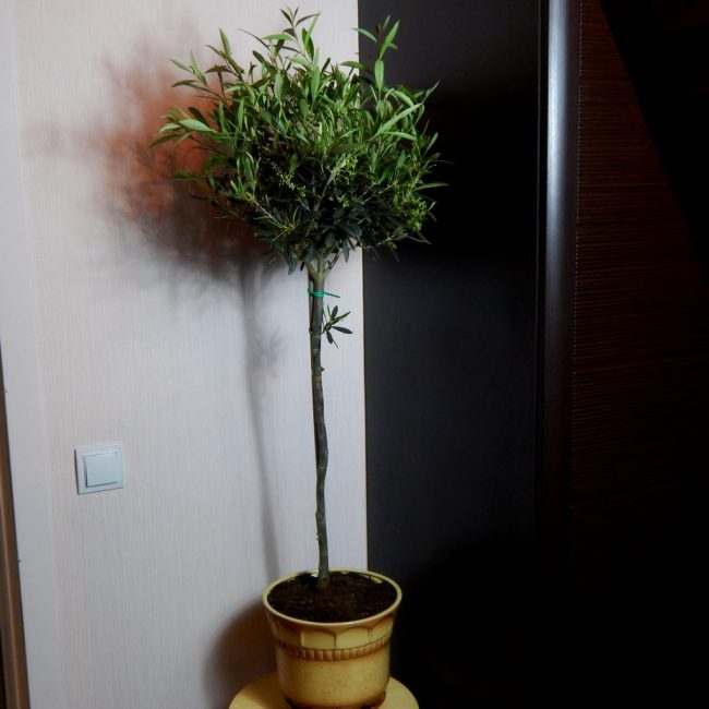 L'éclairage de l'arbre doit être suffisant, mais sans lumière directe du soleil sur celui-ci.