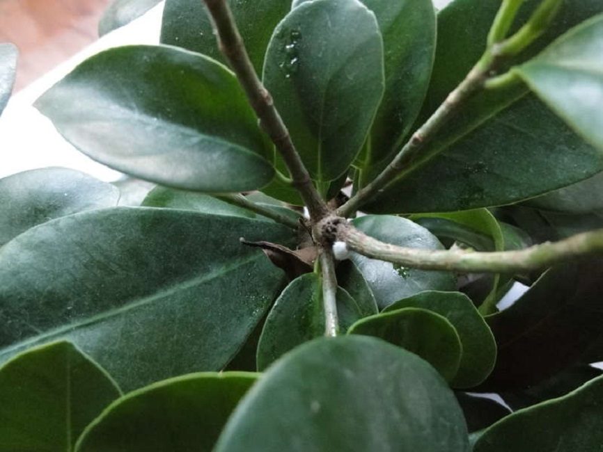 Toile d'araignée sur ficus