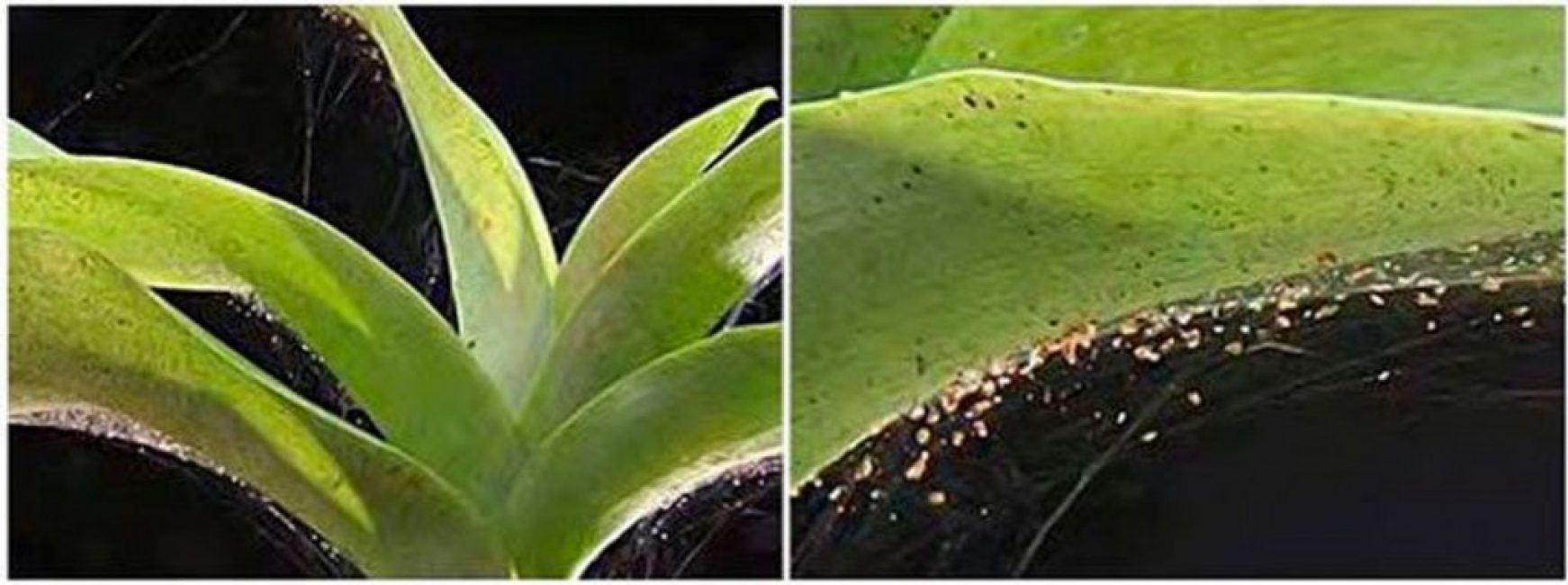 Tétranyque - un ravageur insidieux des orchidées