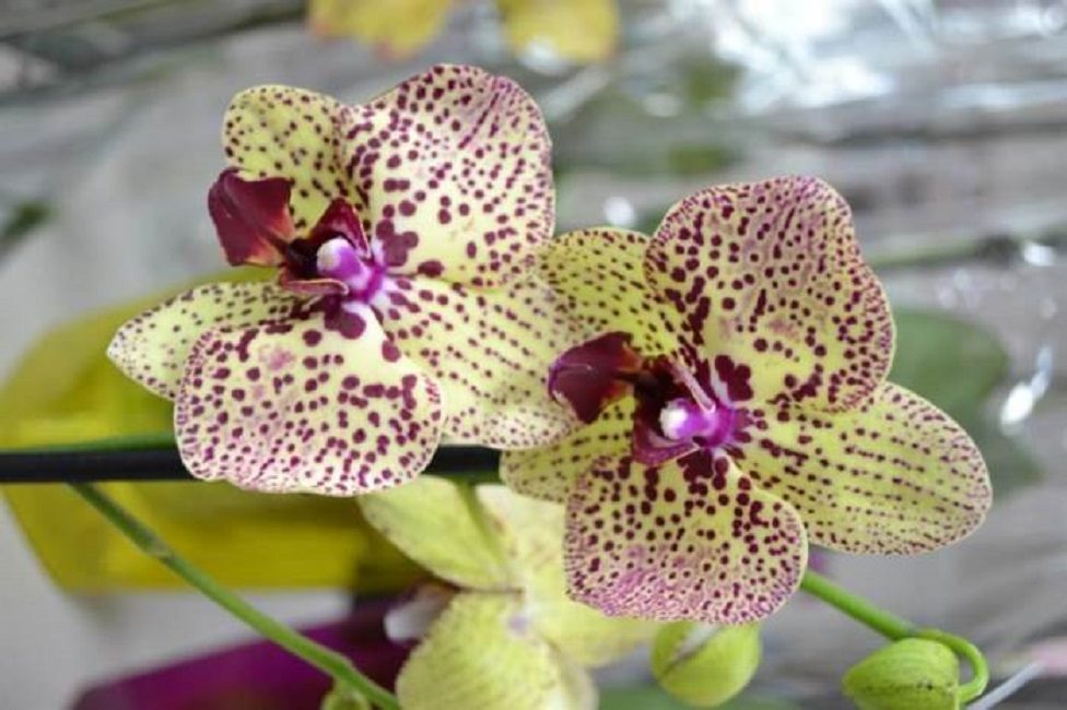 Phalaenopsis Cléopâtre