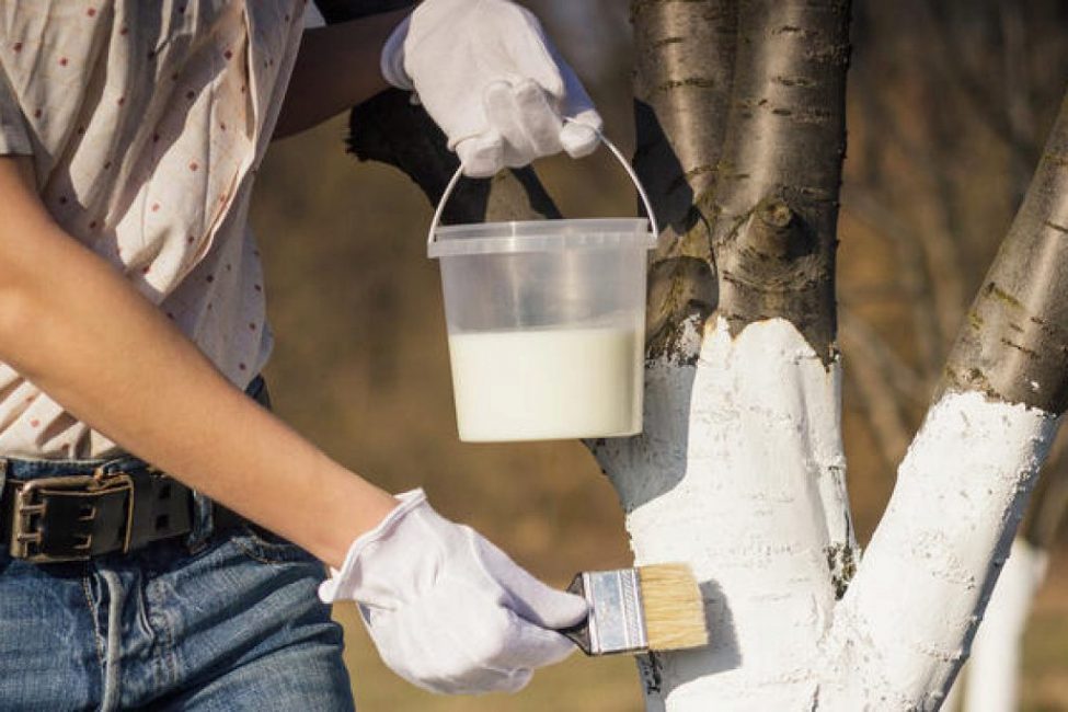 Blanchiment des arbres