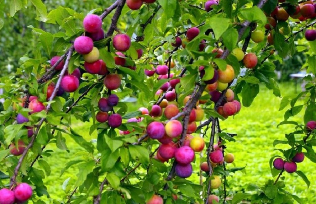 Cadeau de jardin géant