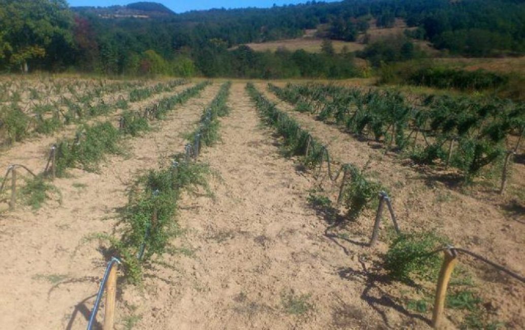 Plantation de dereza ordinaire