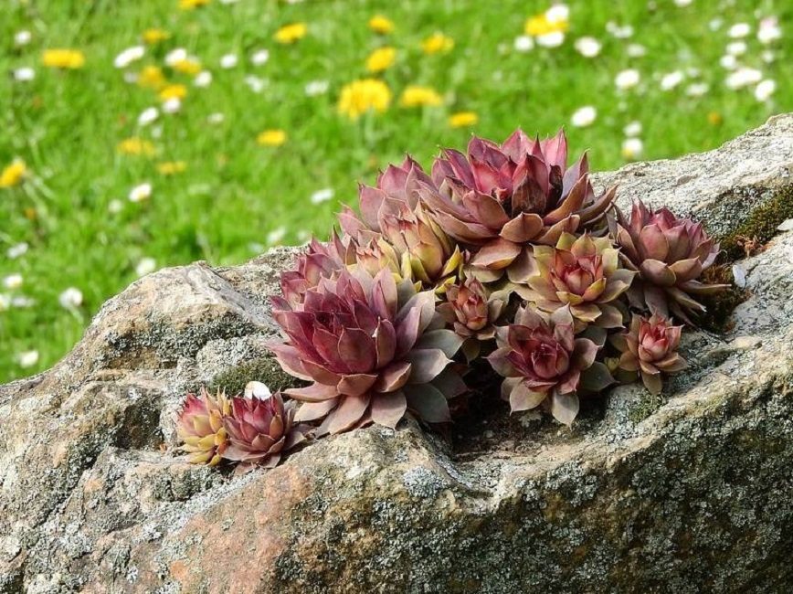 L'utilisation des jeunes dans la conception de rocailles
