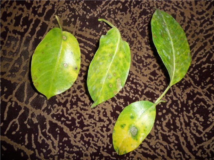 Problèmes de croissance mandevilla