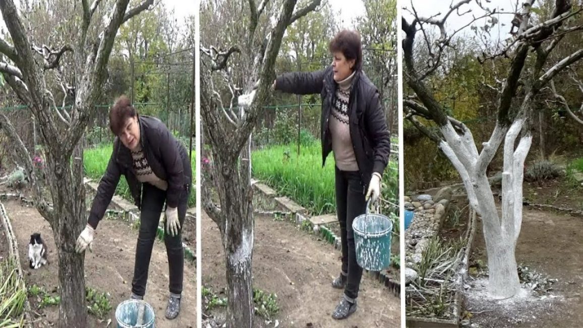 Blanchiment à la chaux en automne