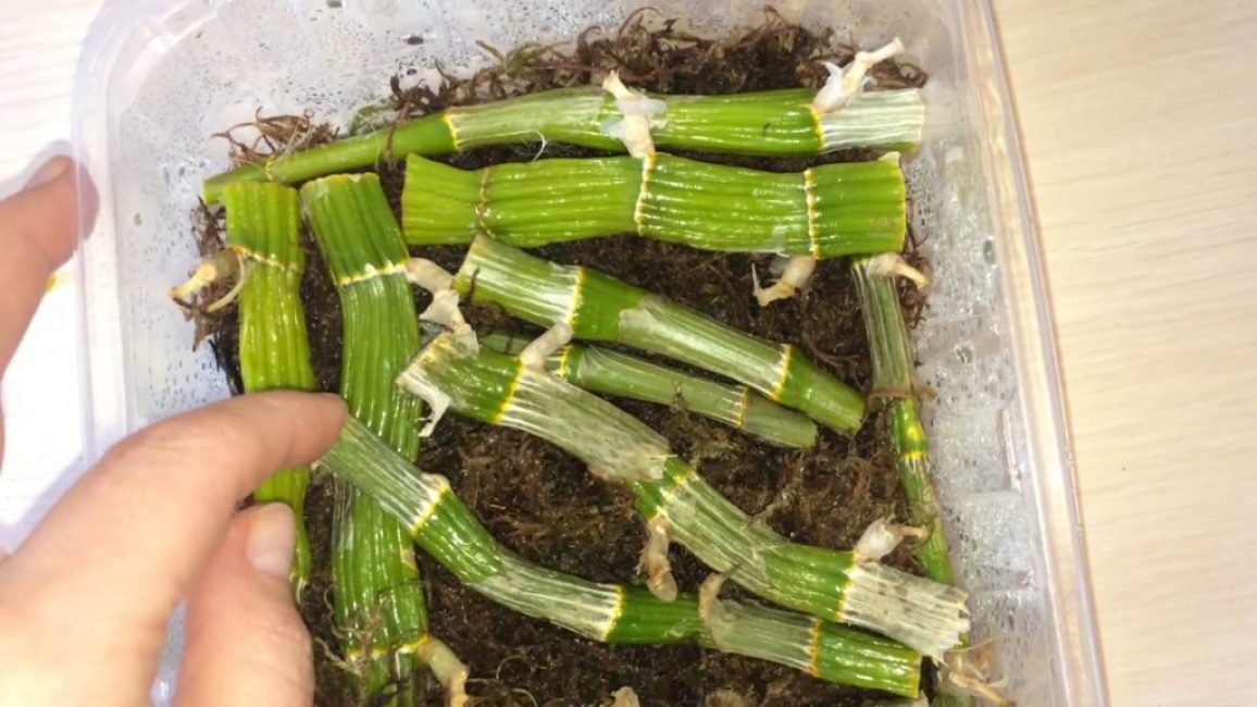 Reproduction de Dendrobium