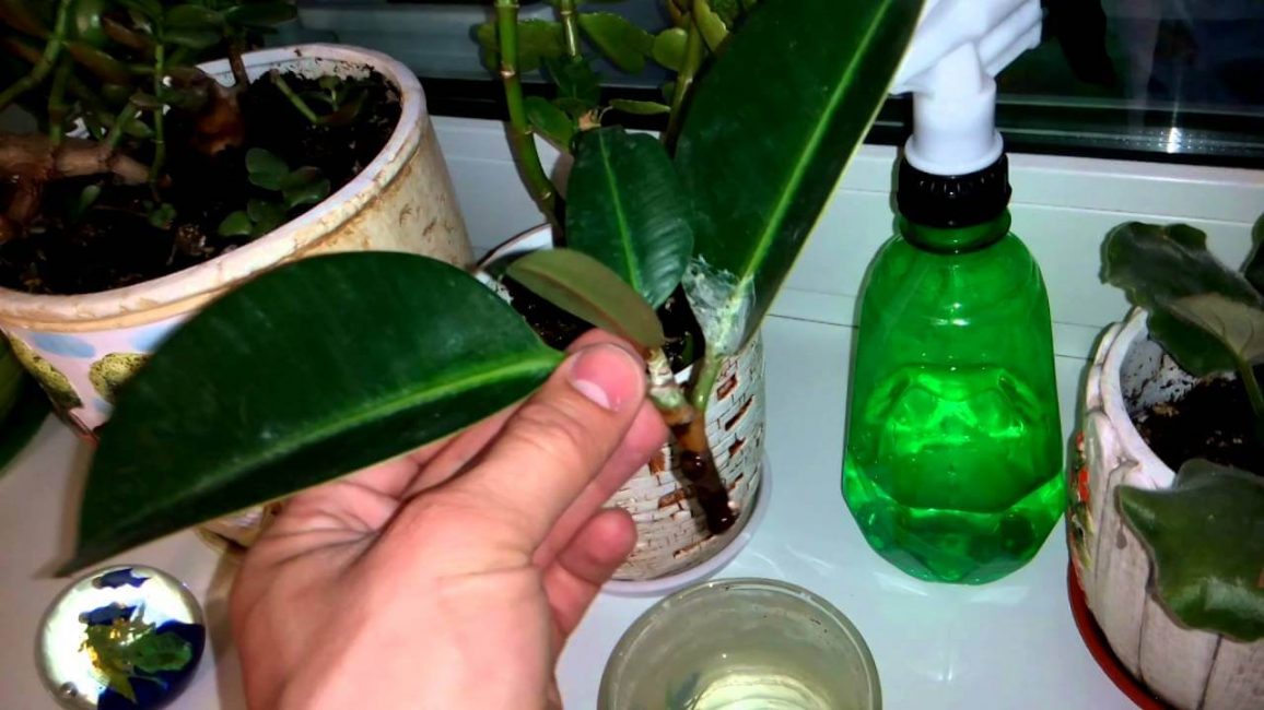 Reproduction de feuille de ficus