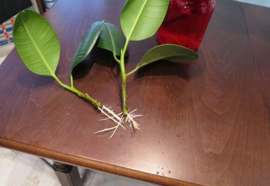 Propagation de feuilles et de boutures de ficus en caoutchouc