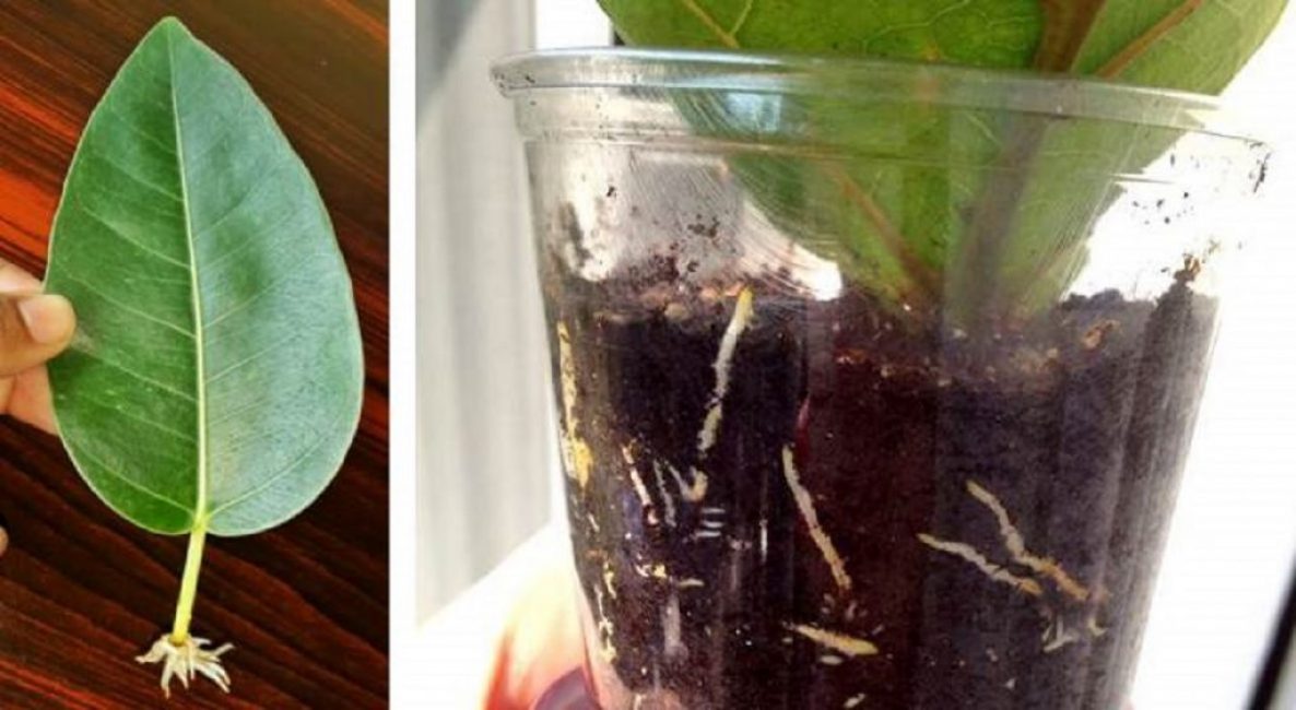 Planter une bouture de feuilles