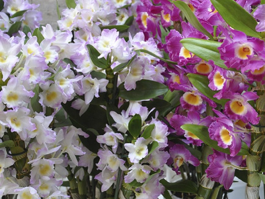 Variété de variétés