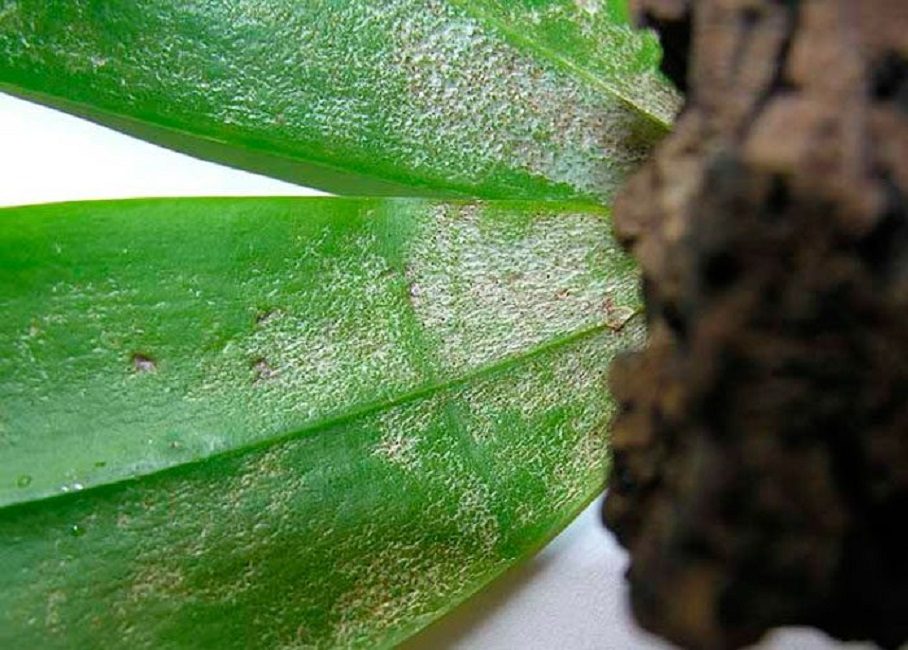 Le résultat de l'activité vitale des thrips