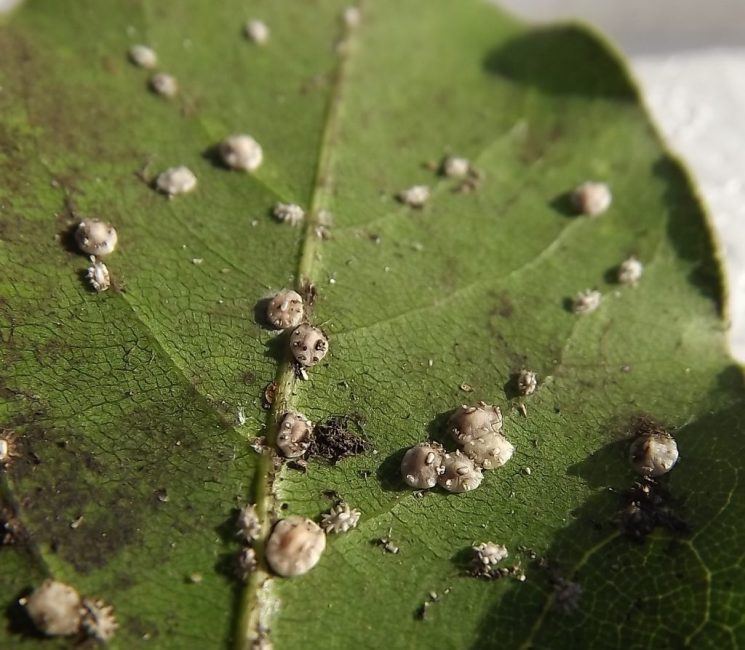 Boucliers et faux boucliers