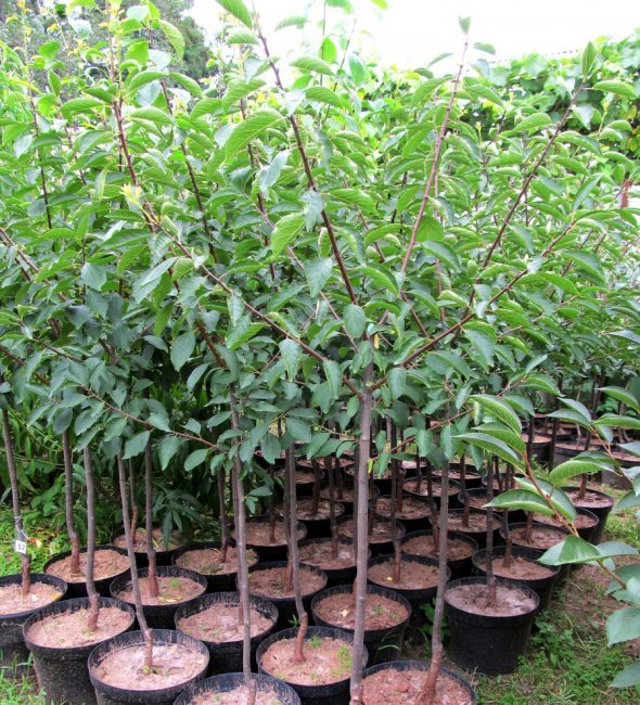 semis de prune cerise