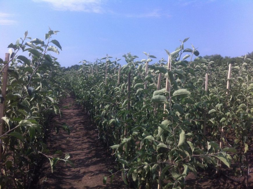 Semis de pommier sur porte-greffes nains