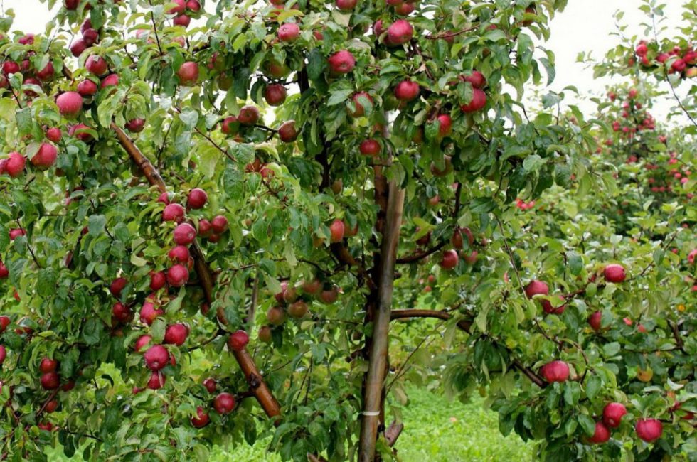 Variété de pommier nain Légende