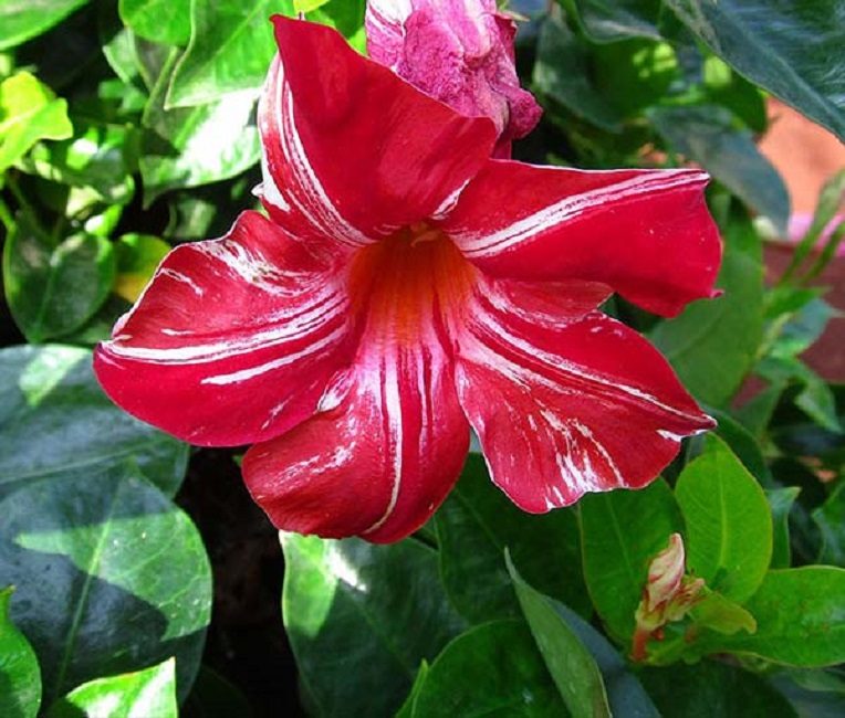 Diplatia variétal aux couleurs de fleurs chics