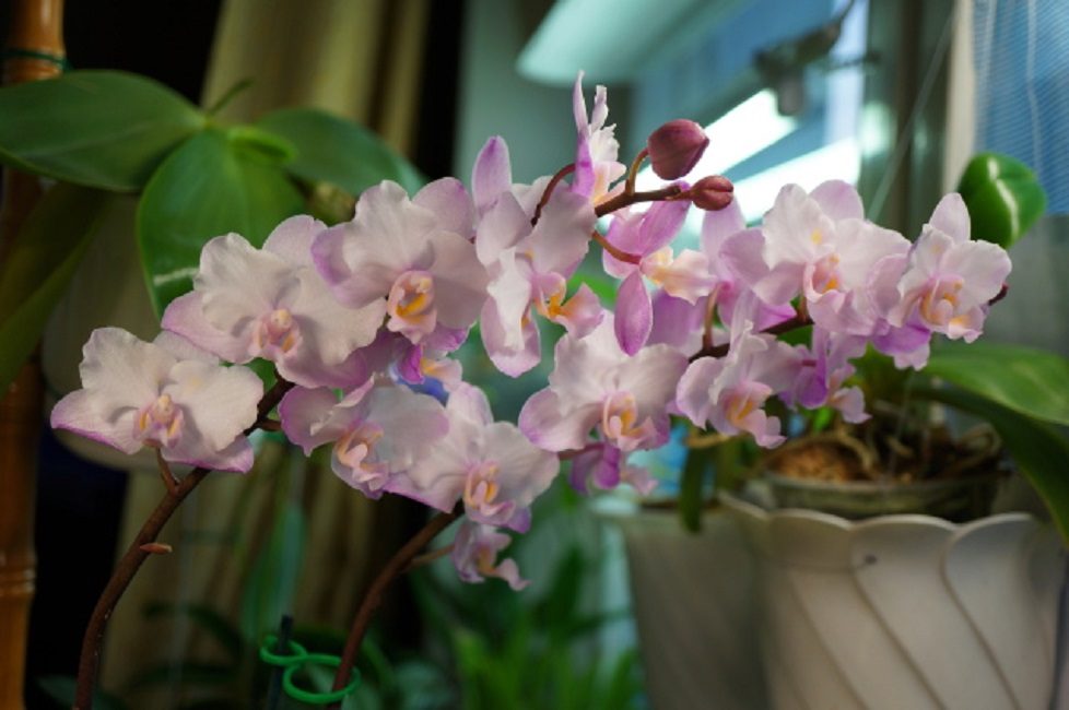 Phalaenopsis Sakura en fleurs