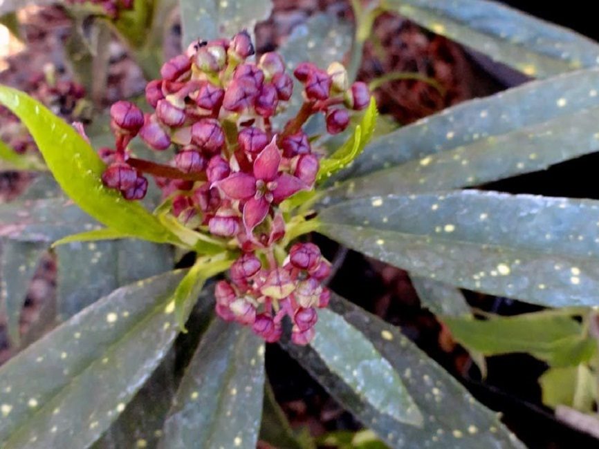 Arbre doré en fleurs
