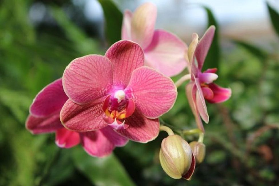 La fleur d'orchidée ressemble à un papillon