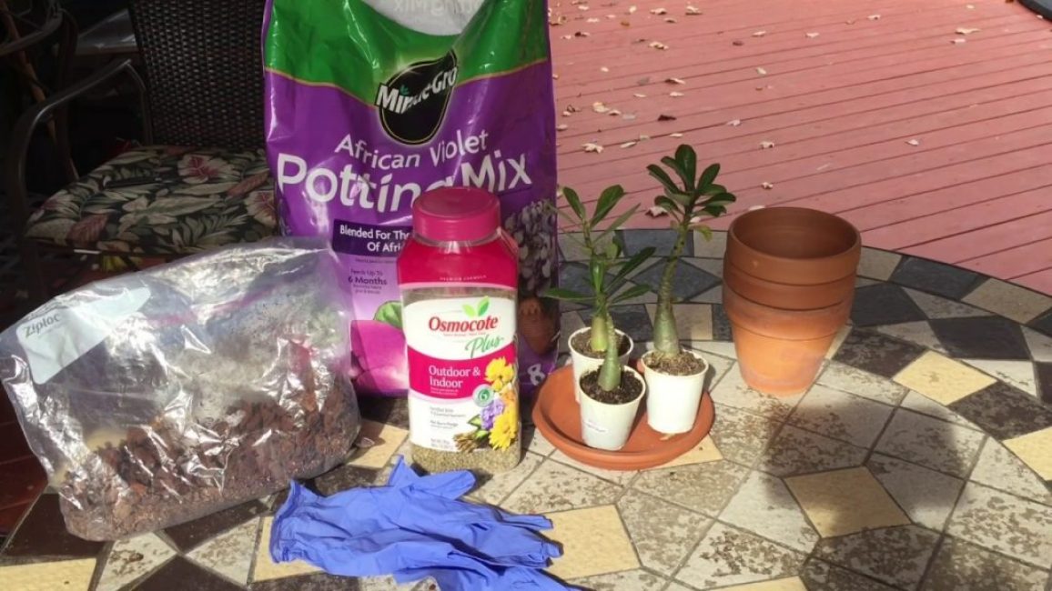 Engrais pour adéniums