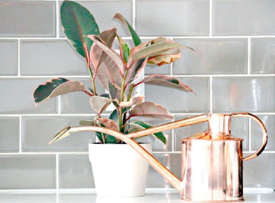 Un arrosage modéré est la clé de la santé des plantes