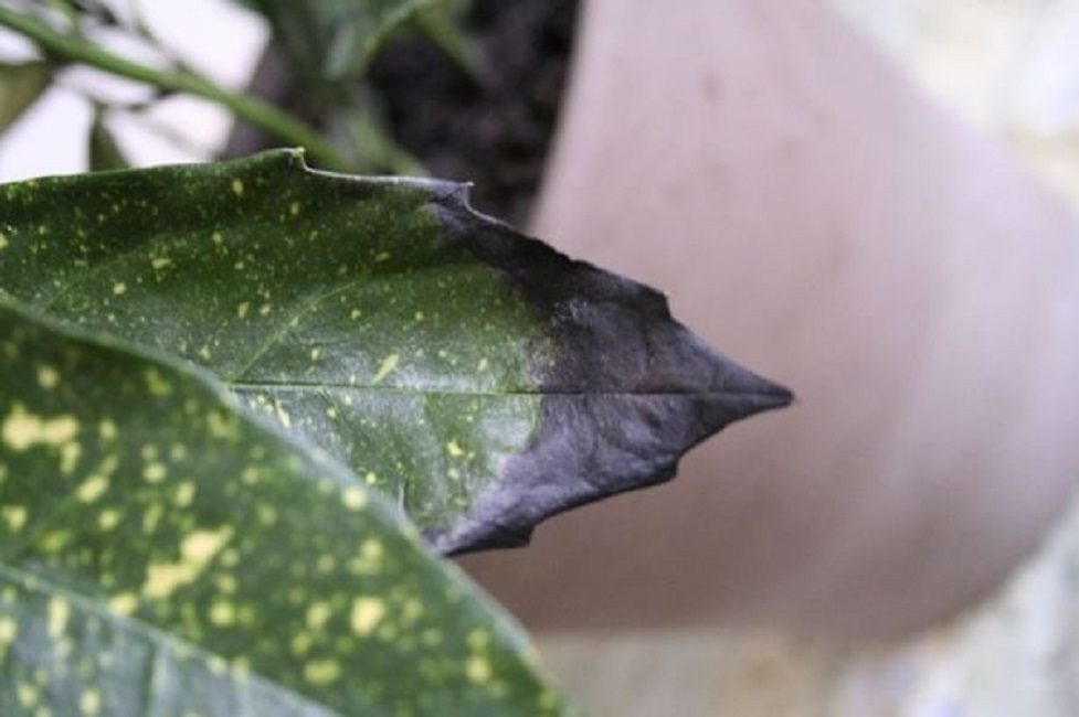 Séchage des pointes de feuilles